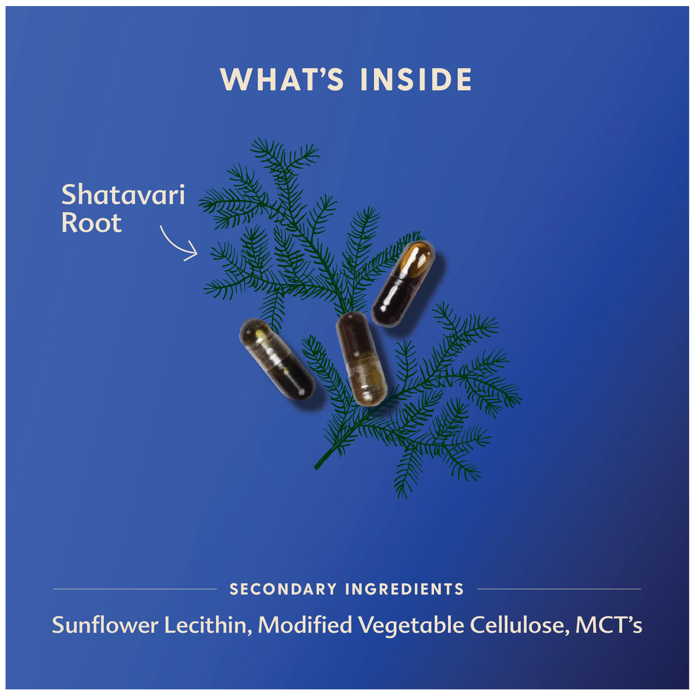 Shatavari - Liquid Capsules - Image 4